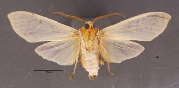 Media type: image;   Entomology 622359 Aspect: habitus dorsal view